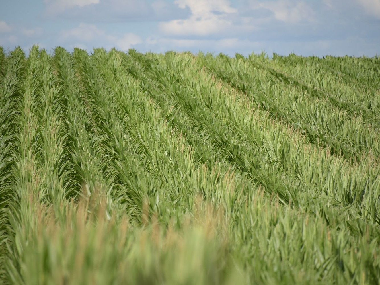 Visuel Limagrain