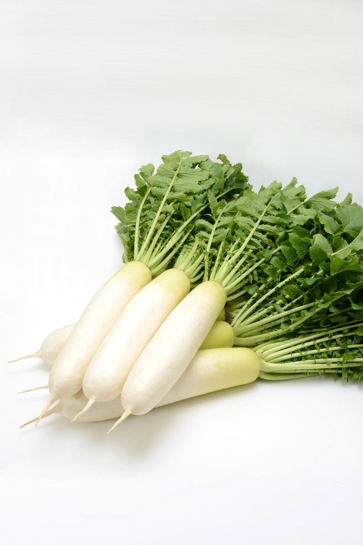 Visuel Radis Daikon