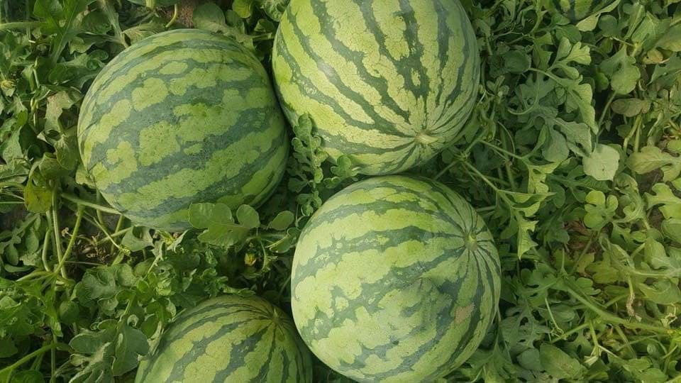 Visuel  Watermelon