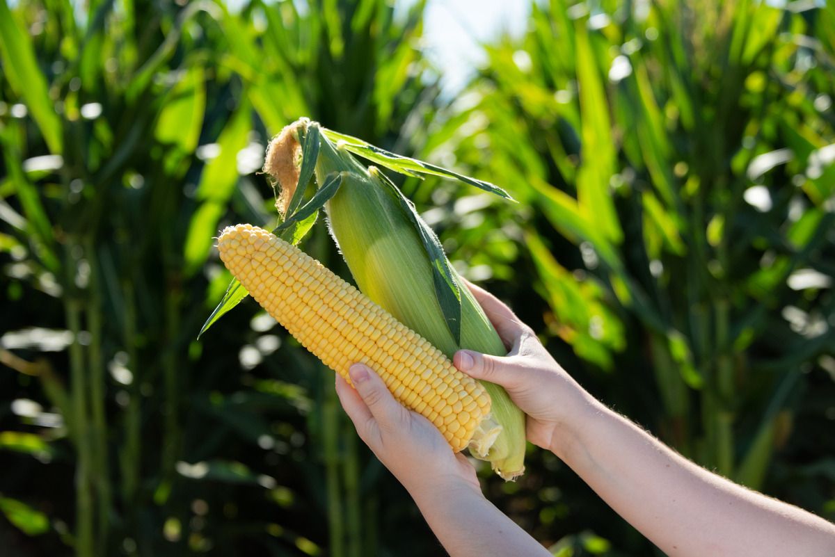 Visuel Sweet corn