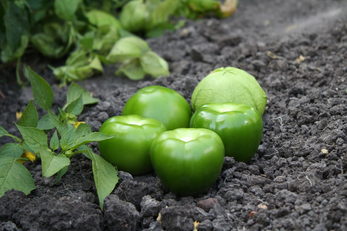 Visuel  Tomatillo