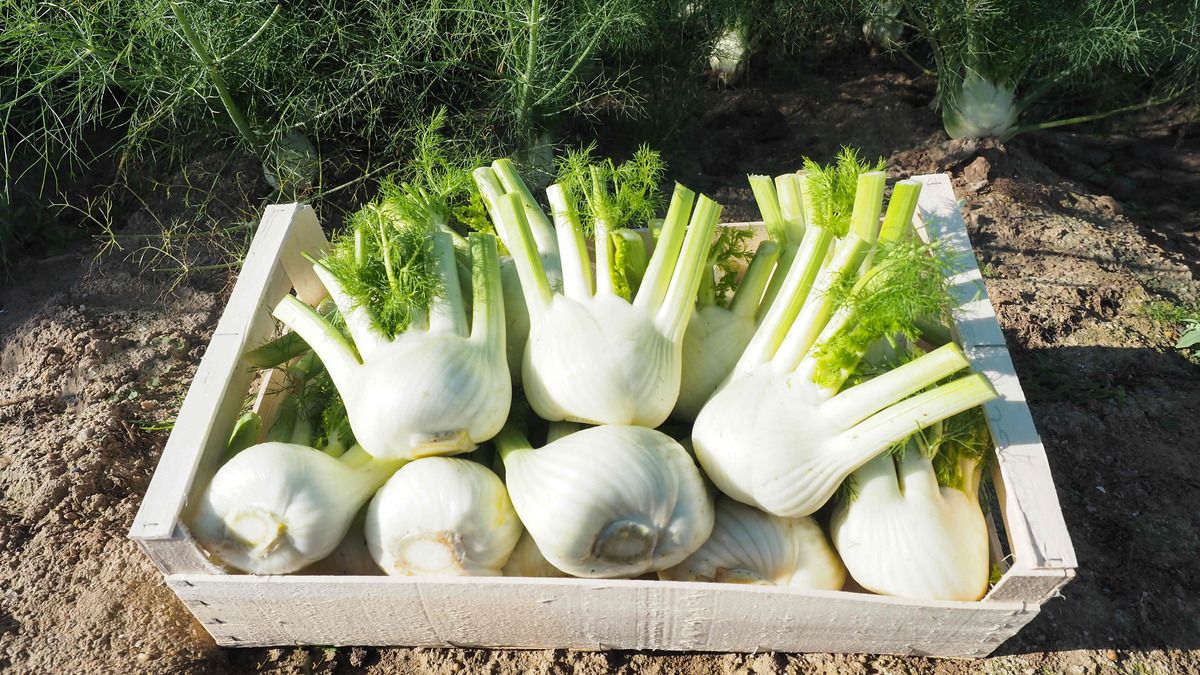 Visuel Fennel